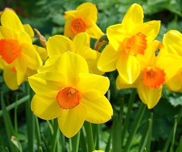 DaffodilSmallCupBurma1